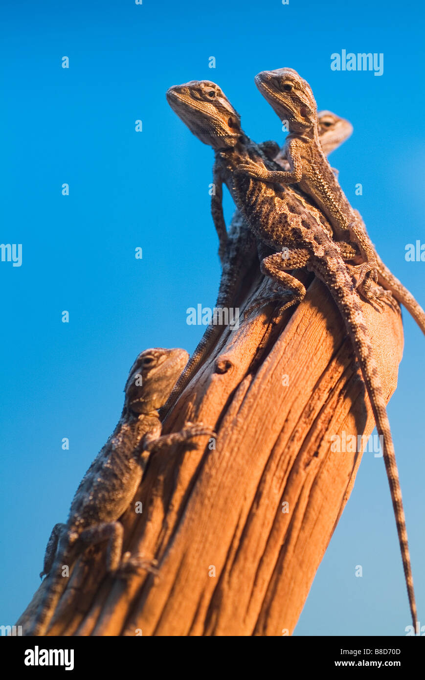 Bebe Dragon Barbu Photo Stock Alamy Bebe Dragon Barbu Photo Stock Alamy