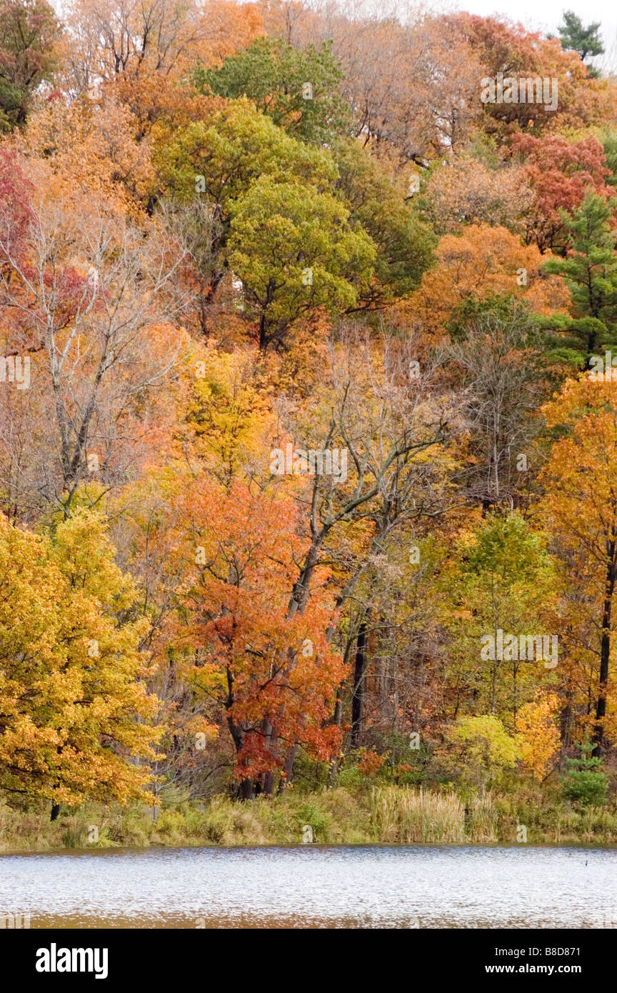 Les arbres d'automne feuillage, Ithaca, NY, USA Banque D'Images