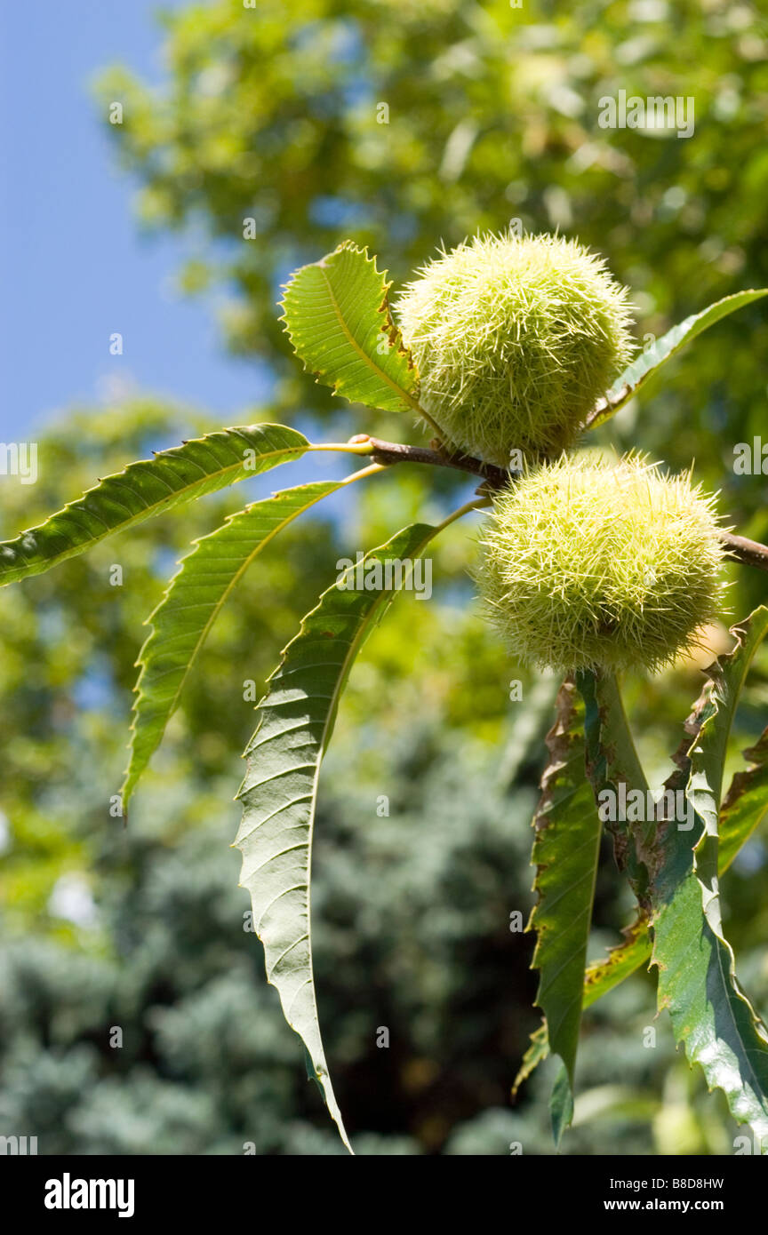 Sweet chestnut tree avec coquilles et feuilles fagaceae castanea sativa Banque D'Images