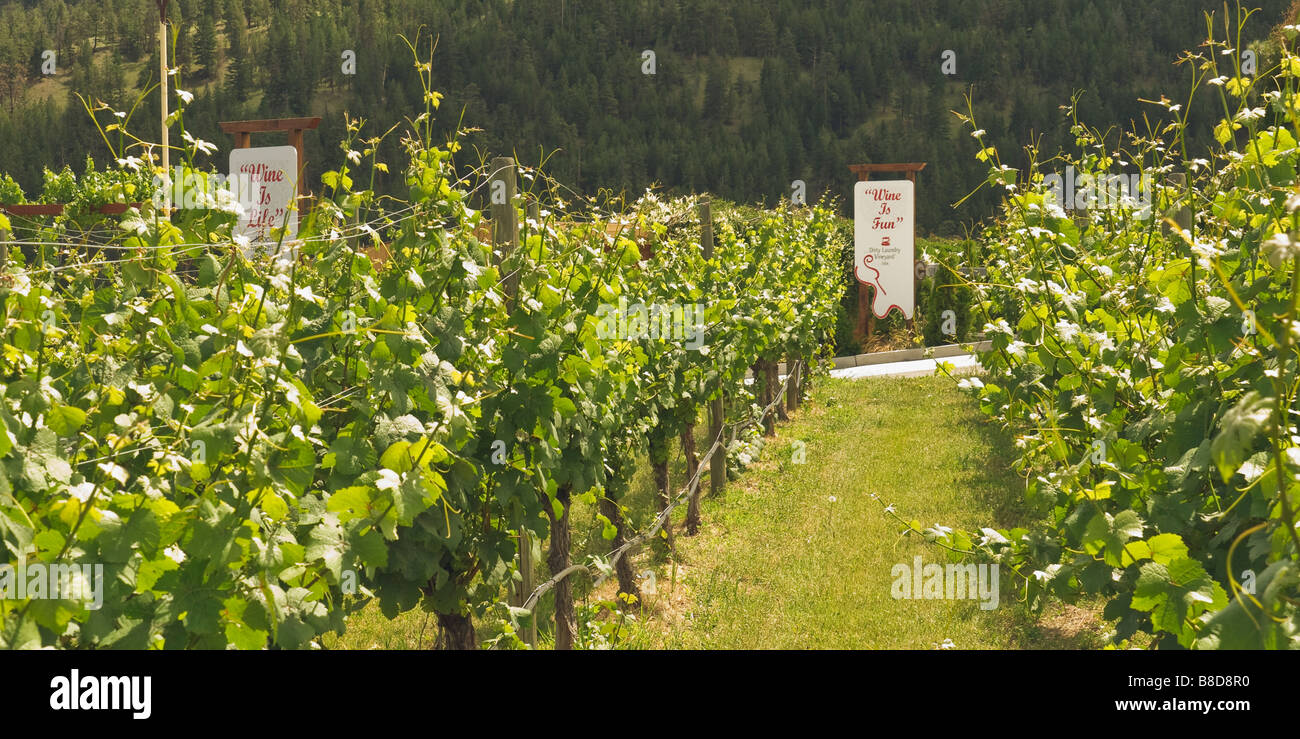 Signes d'entrée entre vignes winery, Summerland, BC, Canada Banque D'Images