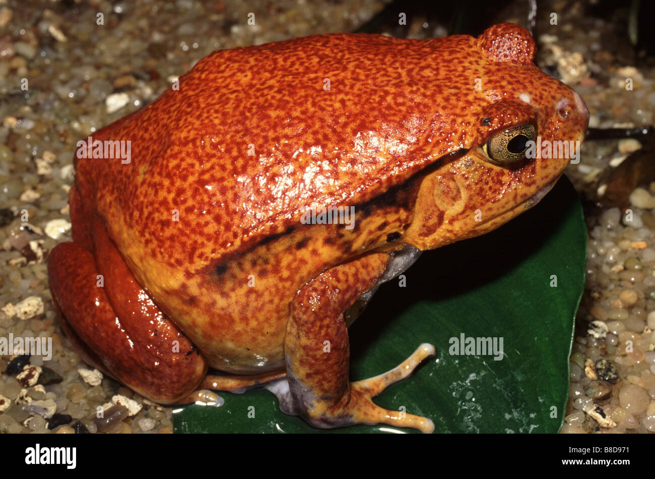 Dyscophus antongilii, Grenouille tomate Banque D'Images