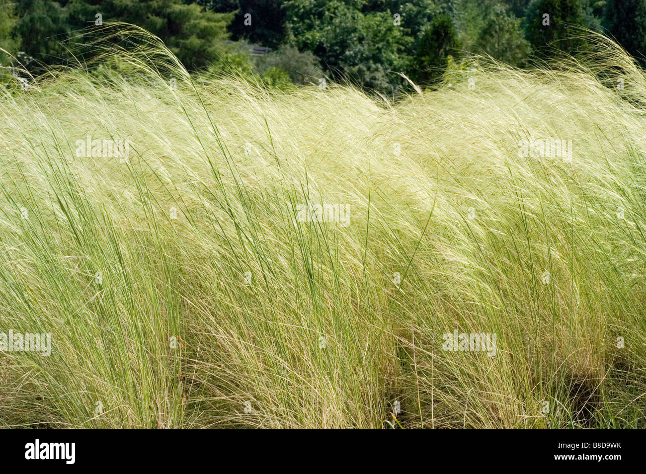 Plume d'or de l'herbe, graminées ornementales , Poaceae, Stipa pulcherrima Banque D'Images