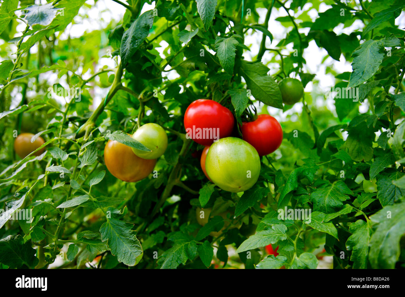 Plant de tomate Banque D'Images