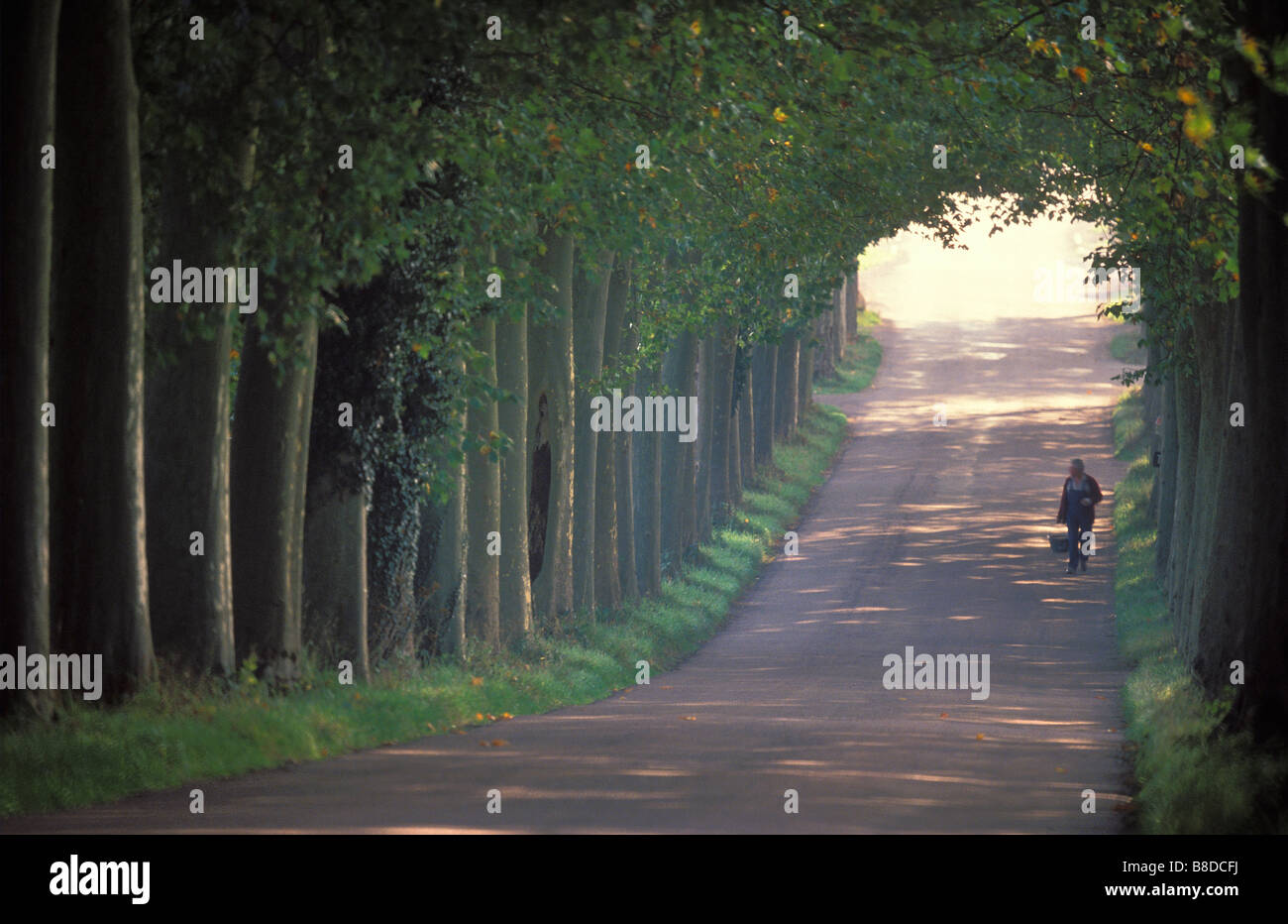 Allée d'arbres, route nr Tannay, Bourgogne, France Banque D'Images