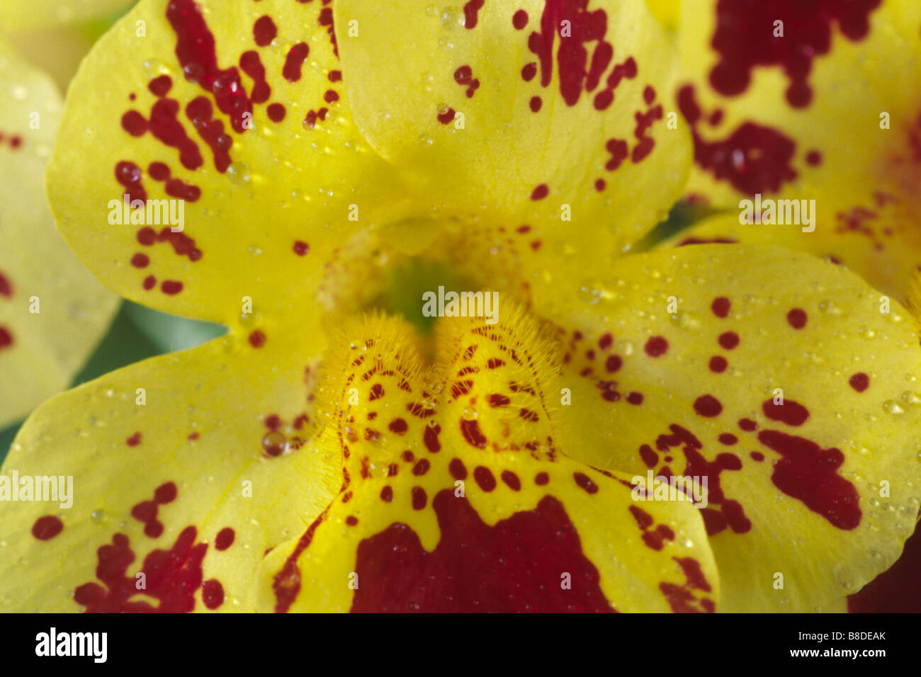 Mimulus 'choix'' mixte (Monkey flower, musc) un mélange de couleurs. Banque D'Images