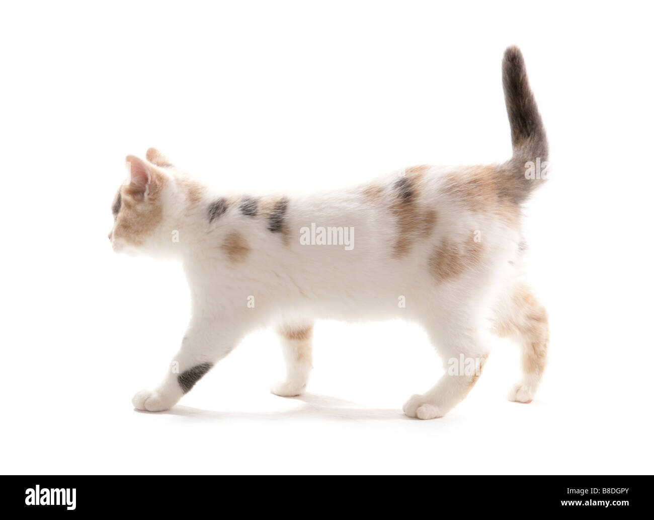 British Shorthair lilac crème et blanc chaton Studio Portrait marche Banque D'Images
