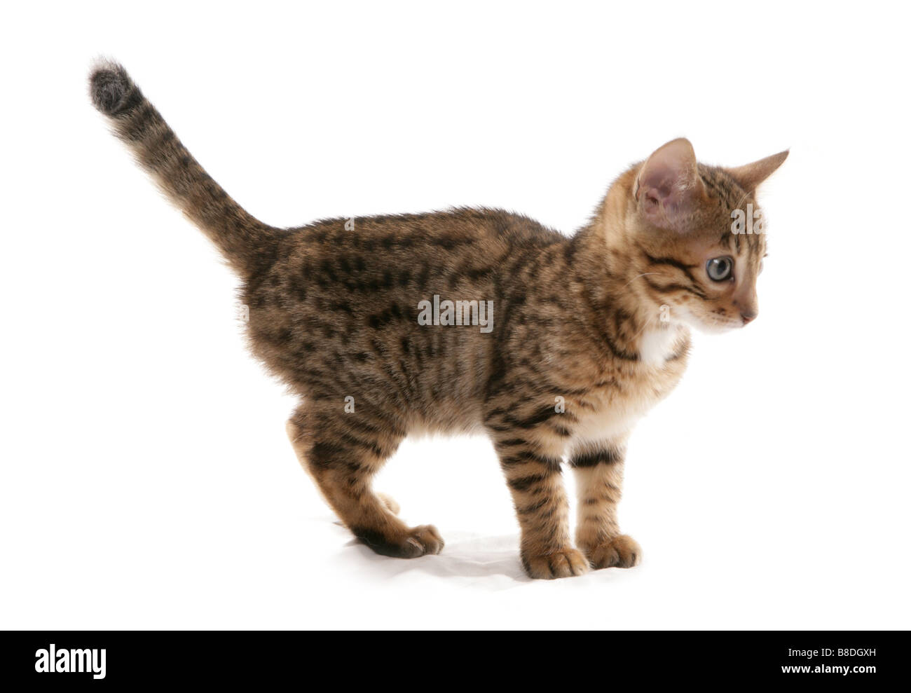 Brown spotted Bengal Chaton Studio Permanent Banque D'Images