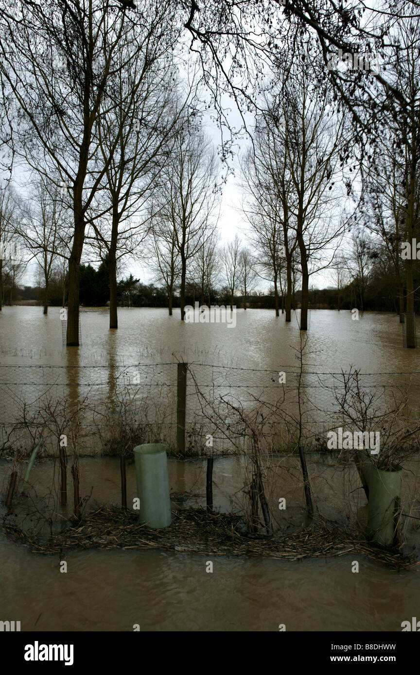 Zone inondée avec un fossé à l'avant-plan et les arbres poussant hors de l'eau Banque D'Images
