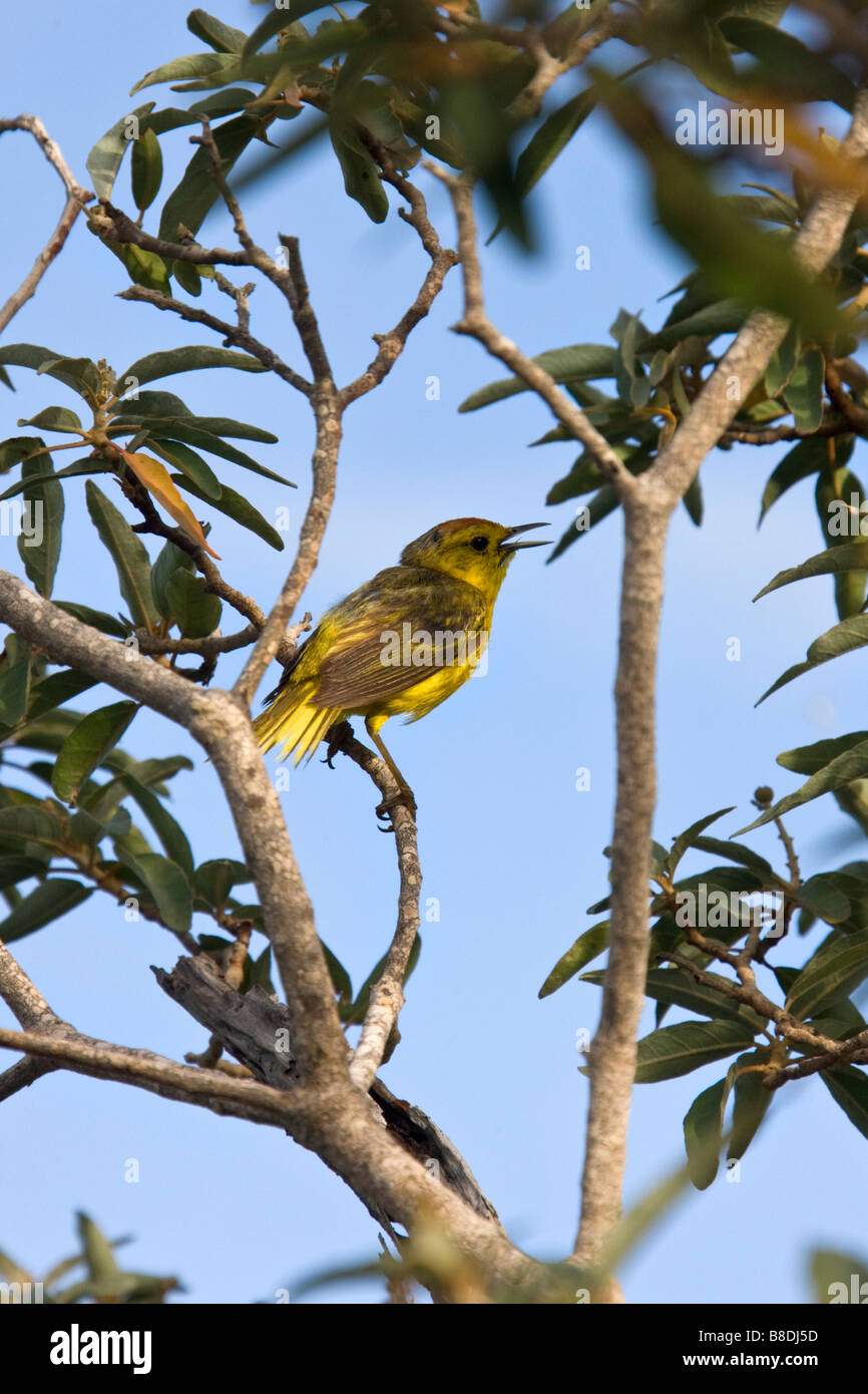 Pic jaune Finch - Cactospiza pallidus - sur l'île de Floreana dans les îles Galápagos, au large de la côte de l'Équateur Banque D'Images