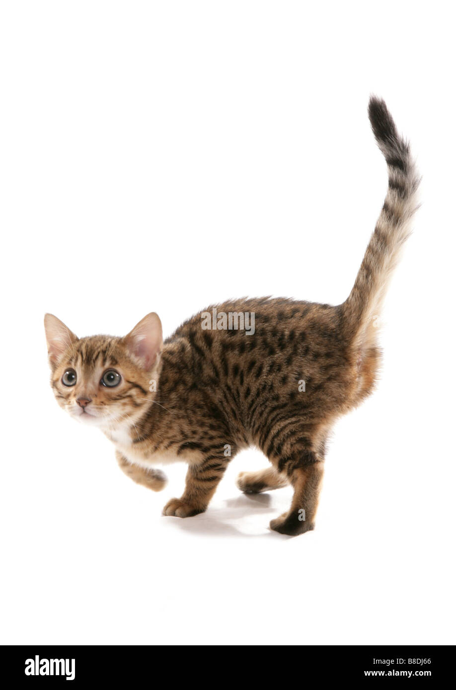 Brown spotted Bengal Chaton Studio Permanent Banque D'Images