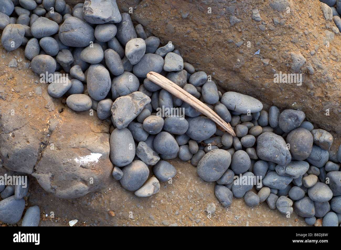 Le bois pétrifié et Seashore Rocks marron ardoise Oregon États-Unis Amérique du Nord Banque D'Images