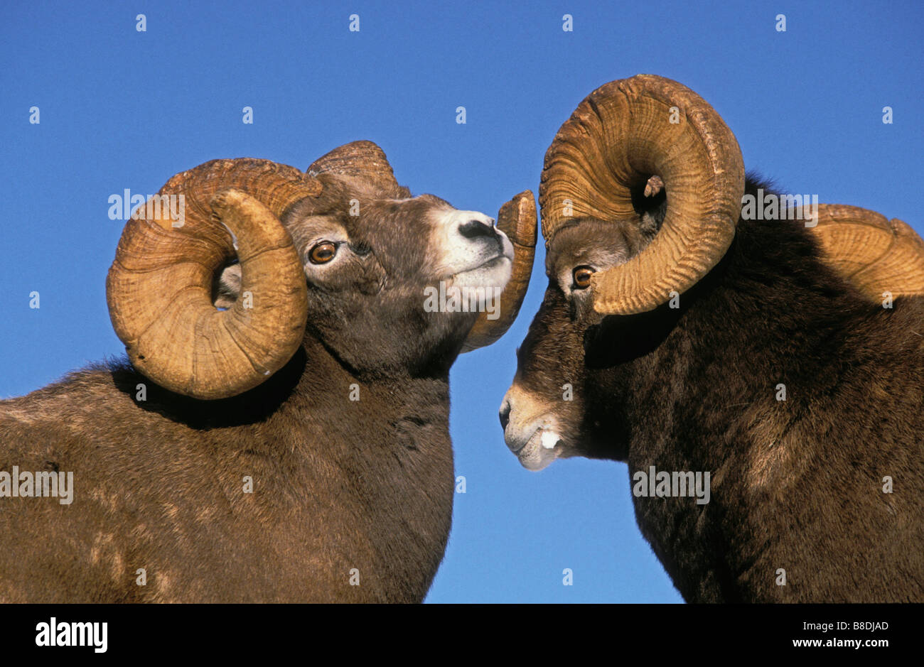 Tk0176, Thomas Kitchin, Bighorn béliers - dominance d'hiver affichage Rocheuses Ovis canadensis Banque D'Images Tk0176, Thomas Kitchin, Bighorn béliers - dominance d'hiver affichage Rocheuses Ovis canadensis Banque D'Images