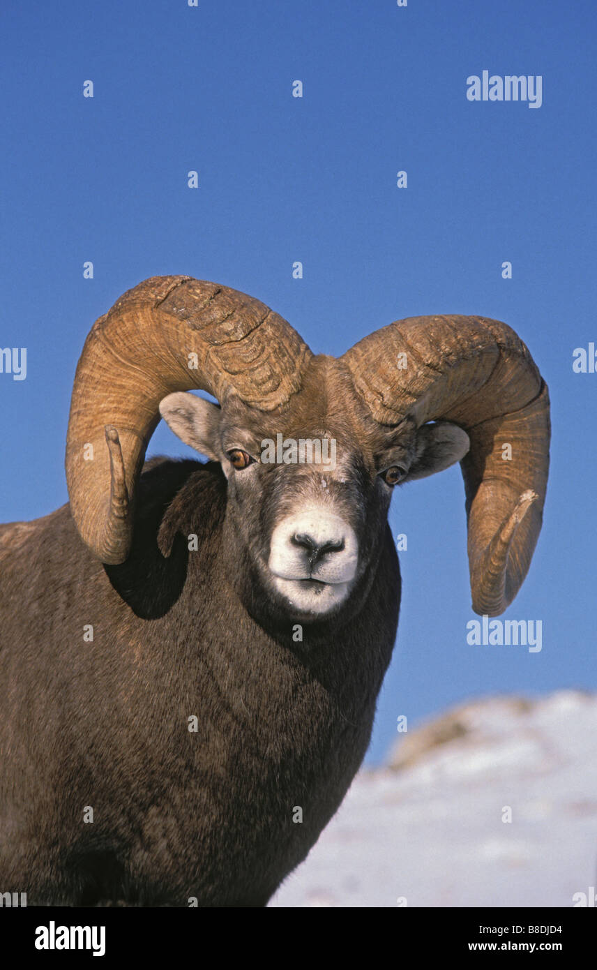 Tk0186, Thomas Kitchin ; Mouflon d'hiver Montagnes Rocheuses Ovis canadensis Banque D'Images Tk0186, Thomas Kitchin ; Mouflon d'hiver Montagnes Rocheuses Ovis canadensis Banque D'Images