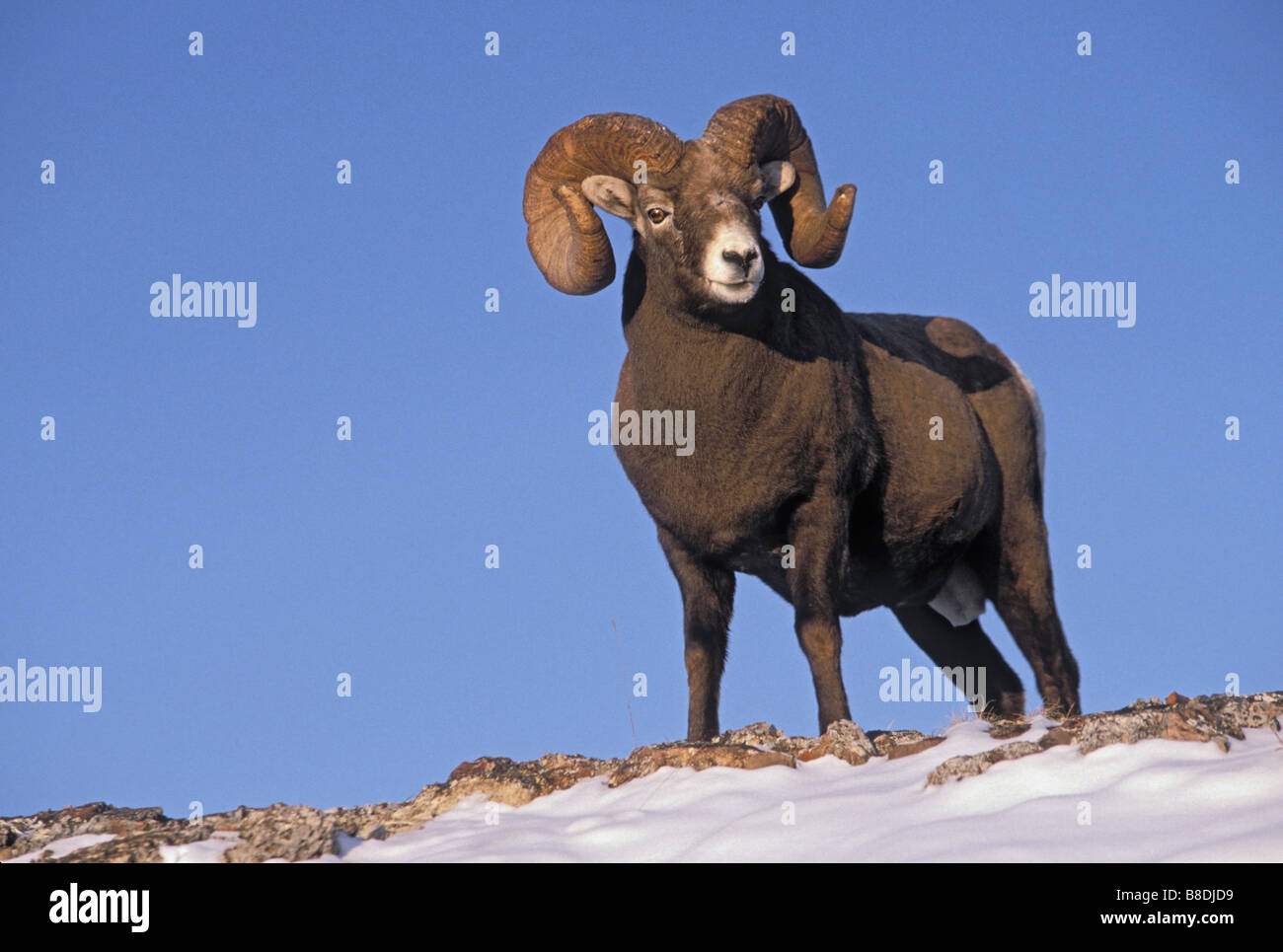 Tk0187, Thomas Kitchin ; Mouflon d'hiver Montagnes Rocheuses Ovis canadensis Banque D'Images Tk0187, Thomas Kitchin ; Mouflon d'hiver Montagnes Rocheuses Ovis canadensis Banque D'Images