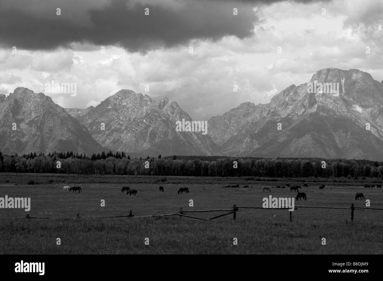 Image en noir et blanc des montagnes Rocheuses avec des animaux au pâturage dans l'avant-plan Banque D'Images