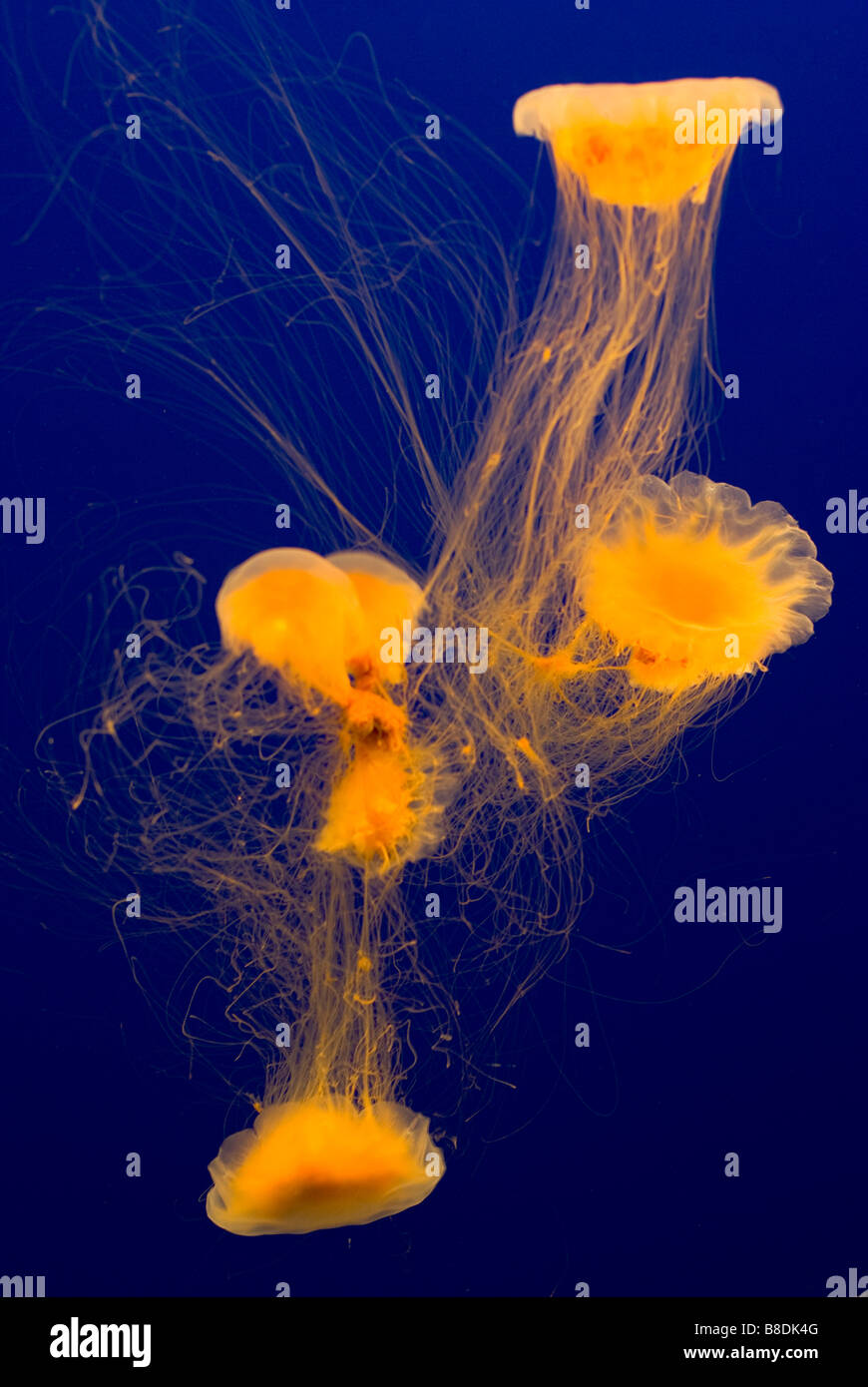 Méduse jaune dans les eaux bleu Banque D'Images