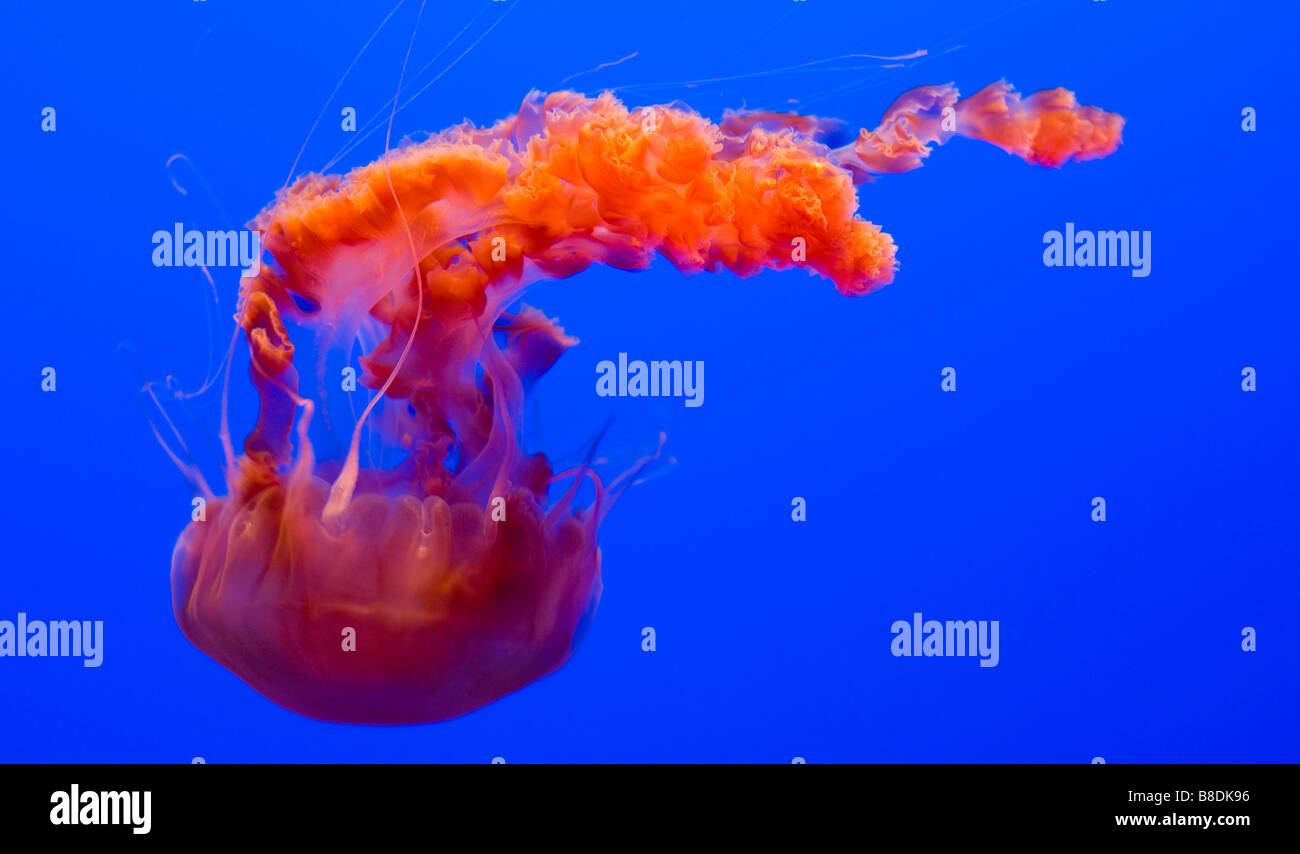 Les méduses dans les eaux bleu orange Banque D'Images