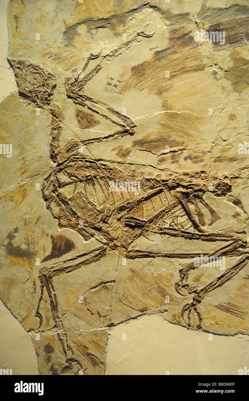 Microraptor gui Xu et al2003, le premier dinosaure reconnu à quatre ailes dans le monde. Banque D'Images