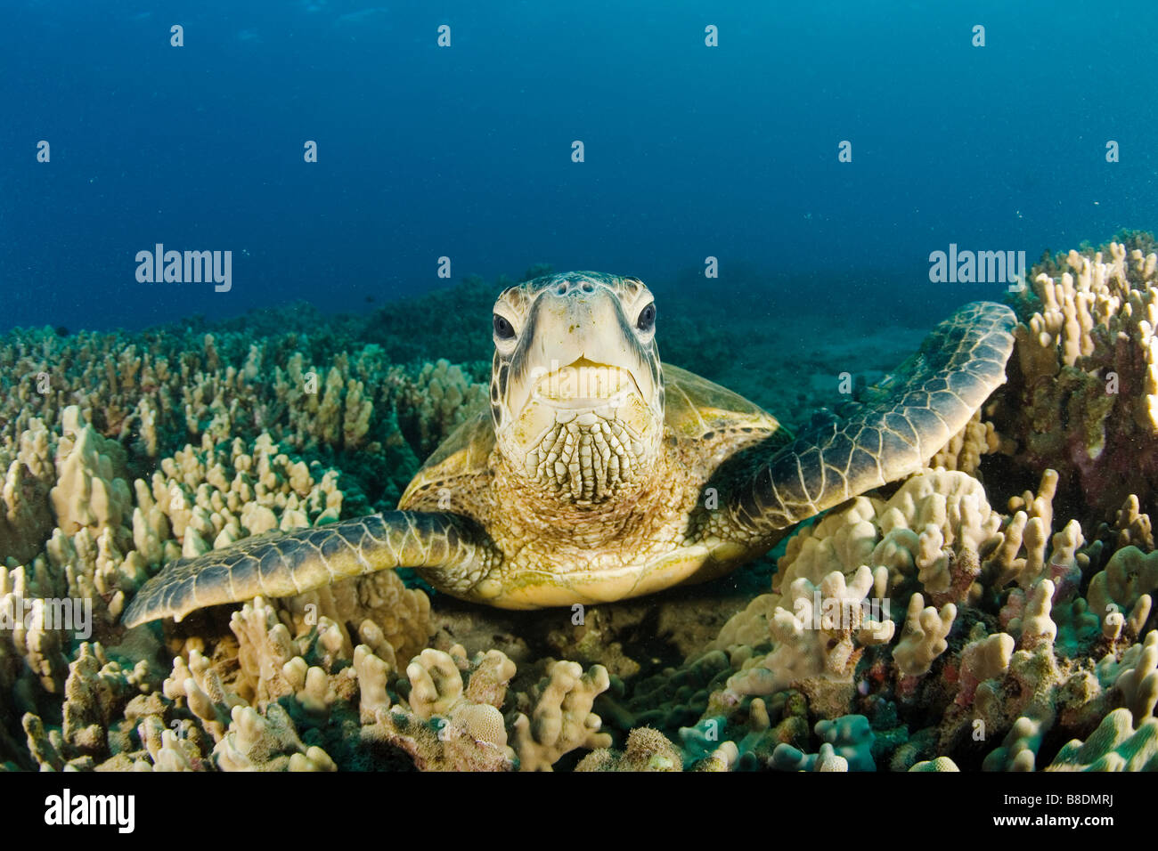 Tortue de mer Banque D'Images