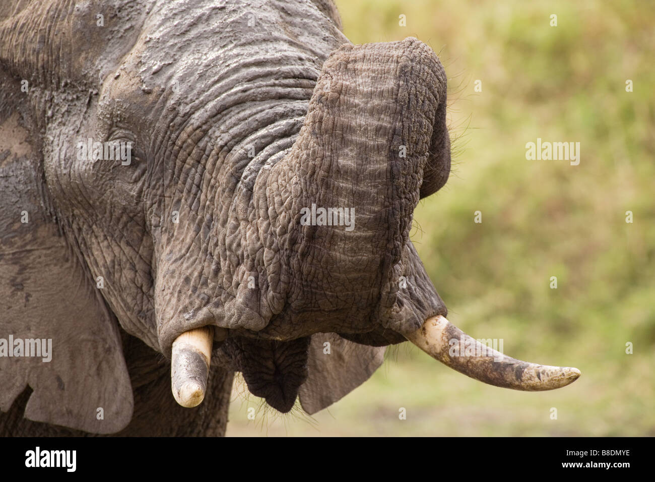 L'éléphant d'Afrique Banque D'Images