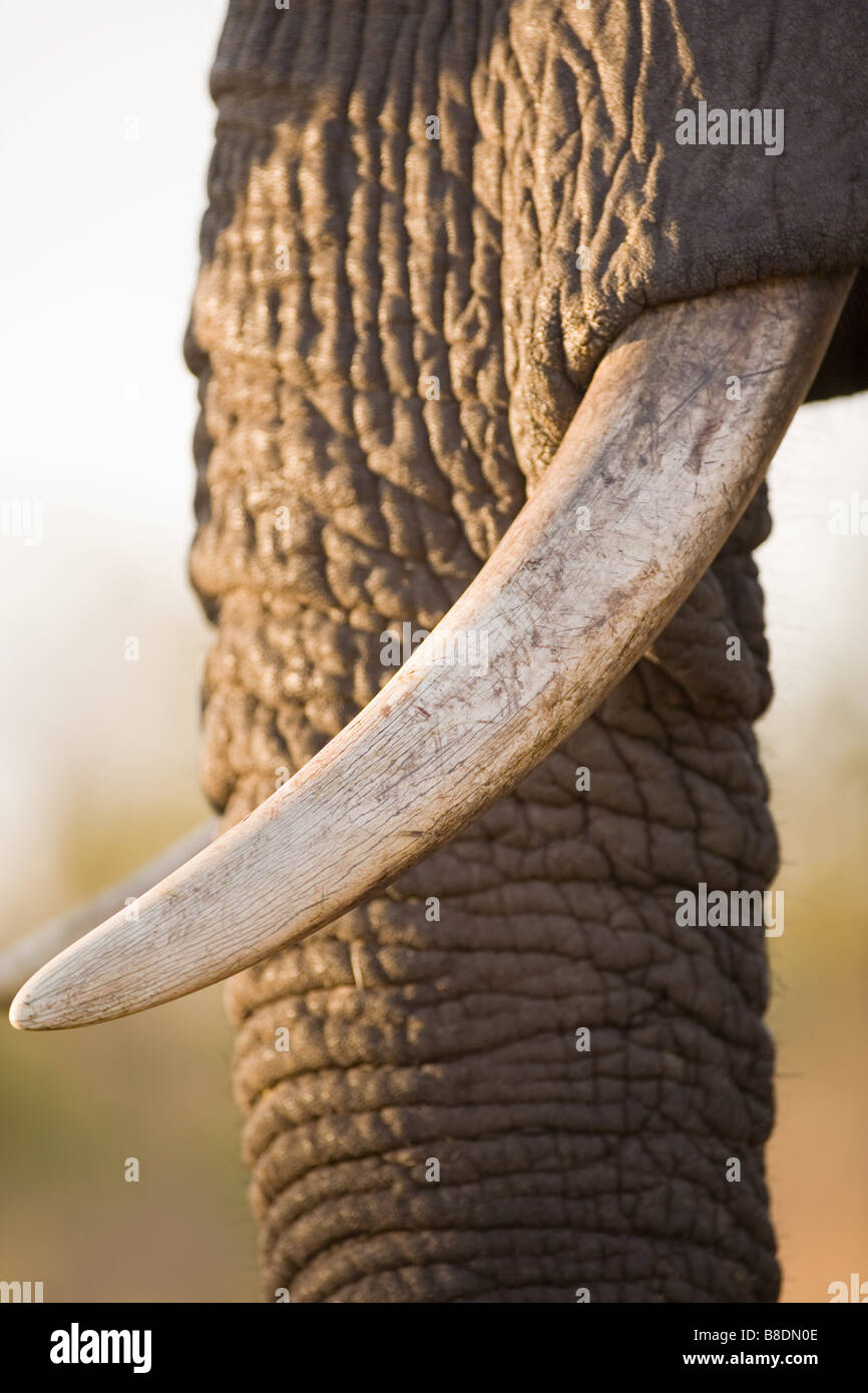 Trunk et les défenses de l'éléphant africain Banque D'Images