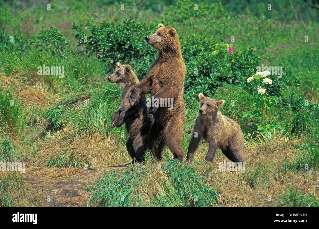 Tk0335, Thomas Kitchin, Ours brun d'Alaska Grizzly/oursons en été, McNeil River, Alaska Banque D'Images