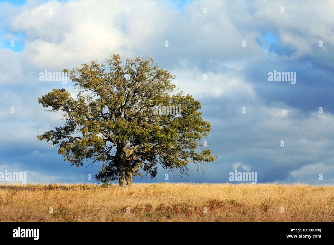 Vieux chêne sous moody sky meadow en automne Banque D'Images