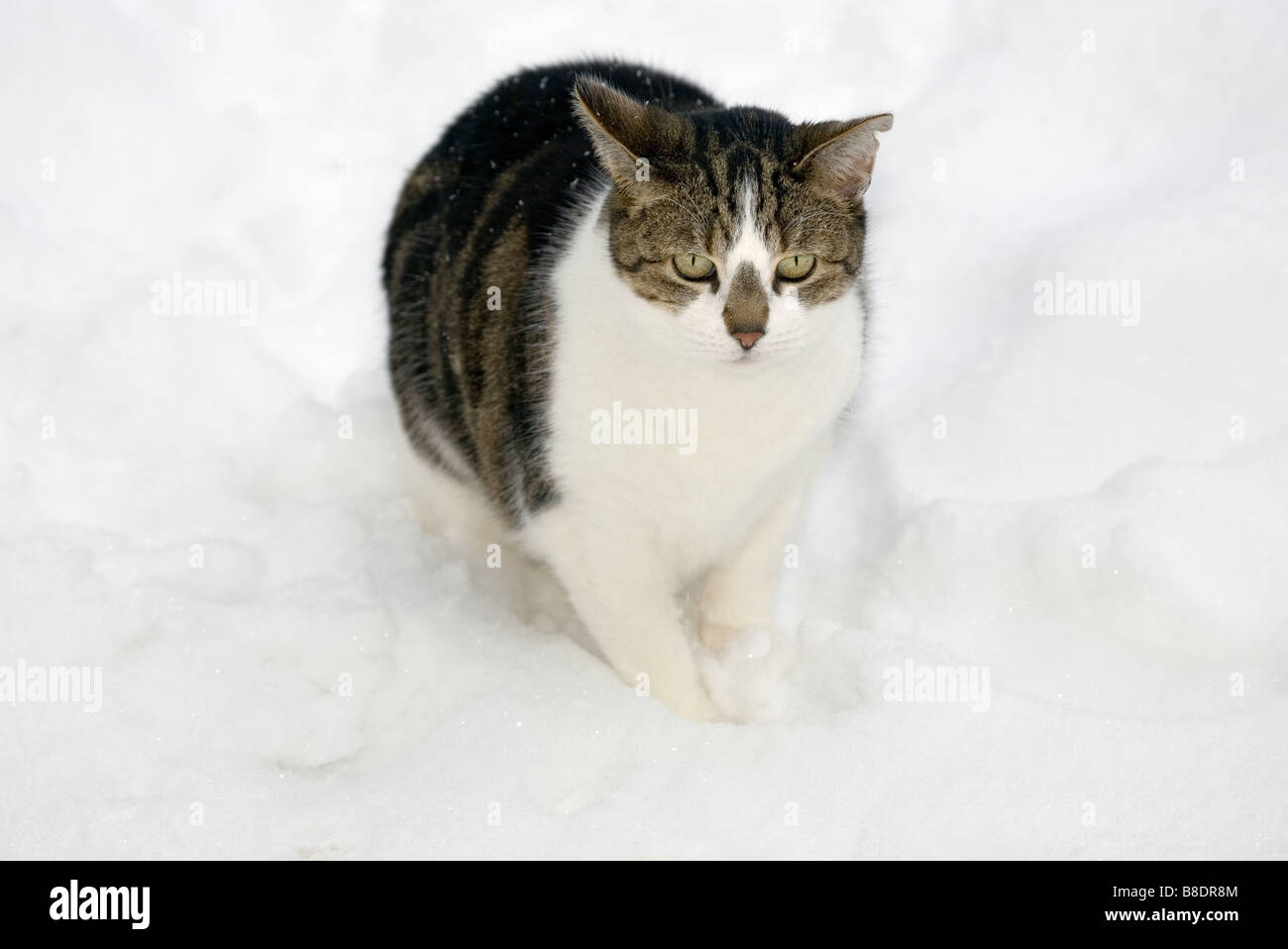 Chat dans la neige Banque D'Images