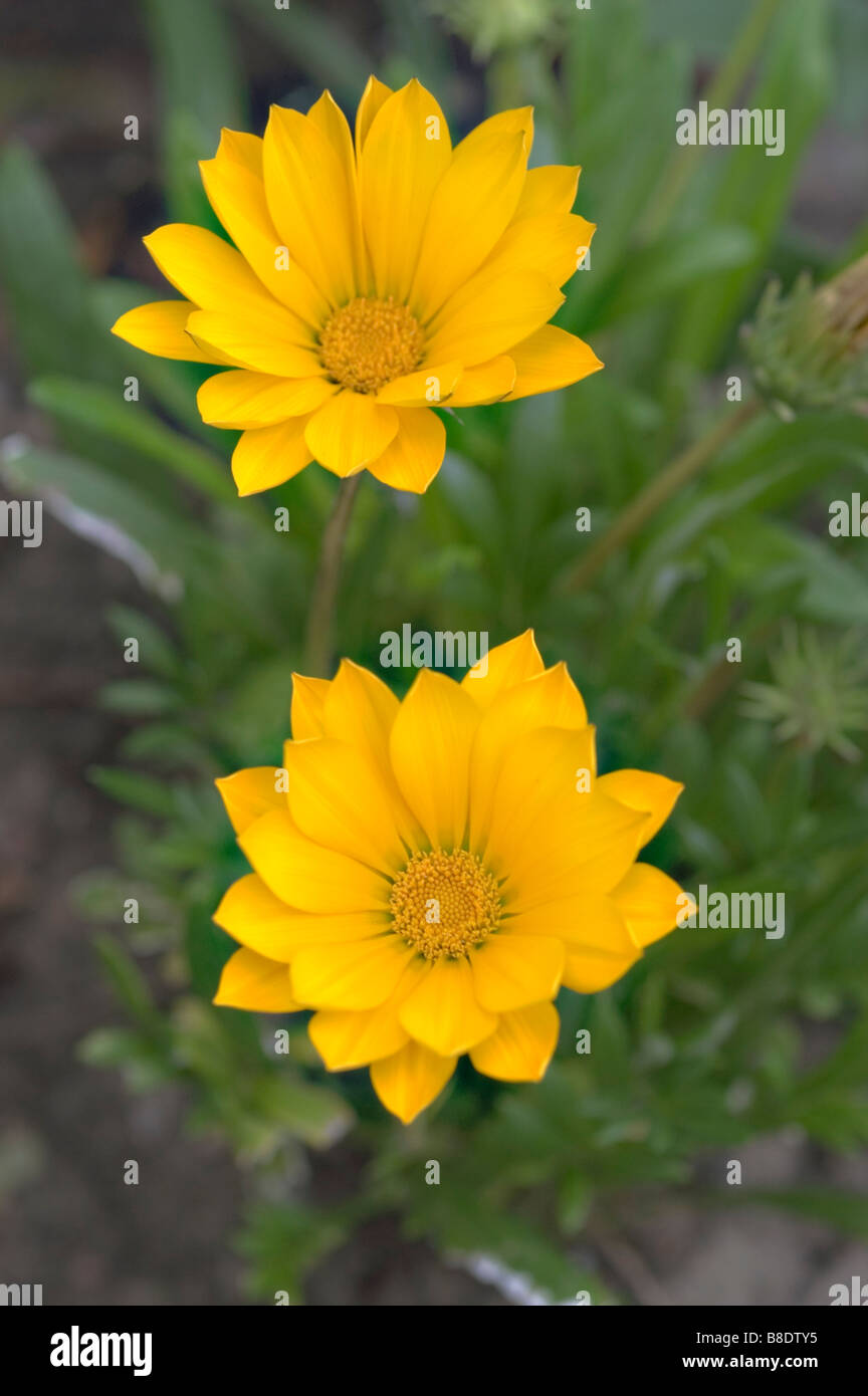 Fleur Jaune Dgazania Gazania Rigens Côtières Afrique Du