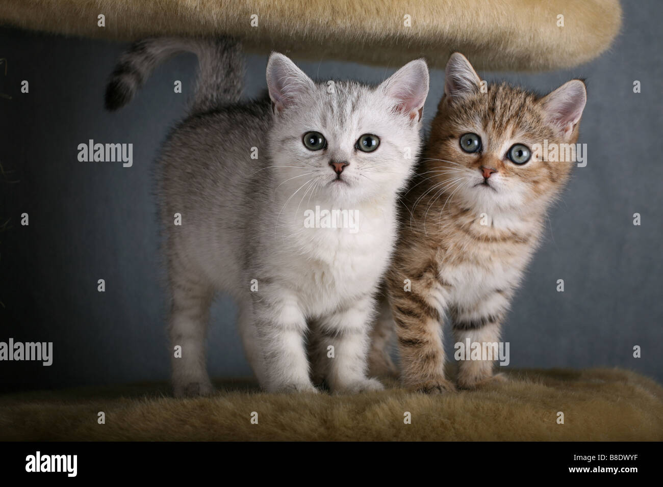 Deux chatons British Shorthair. Banque D'Images