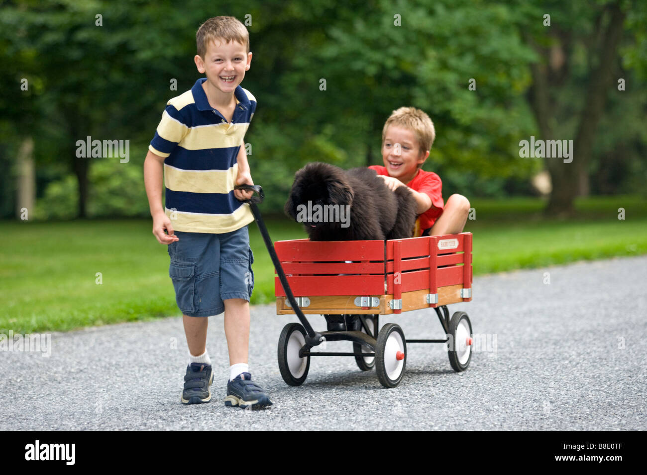 Les jeunes enfants avec chien et chiot Terre-neuve red wagon sur la rue résidentielle en été. Banque D'Images