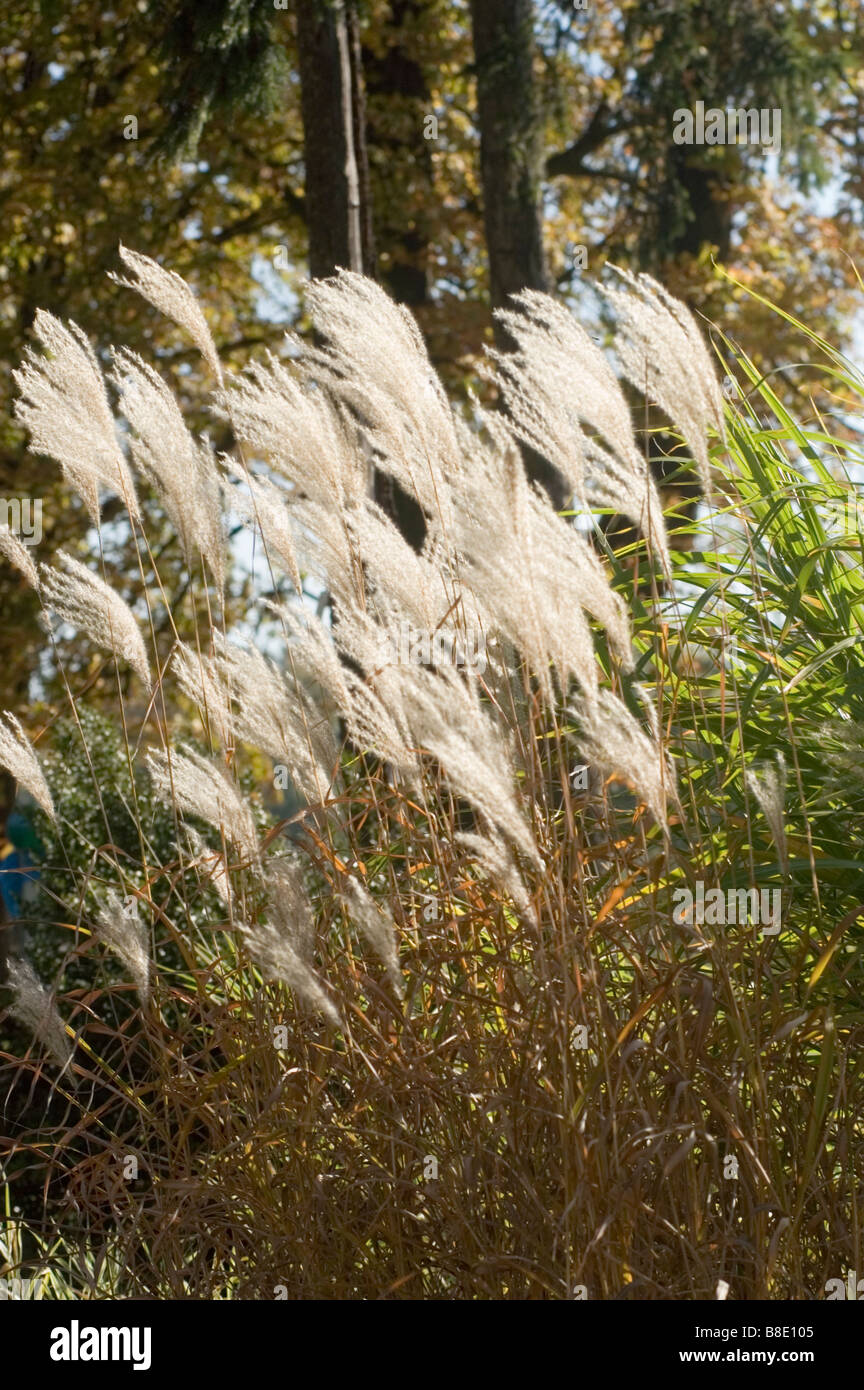 Chinese silvergrass, herbe, graminées ornementales, Miscanthus sinensis zebrinus var Banque D'Images
