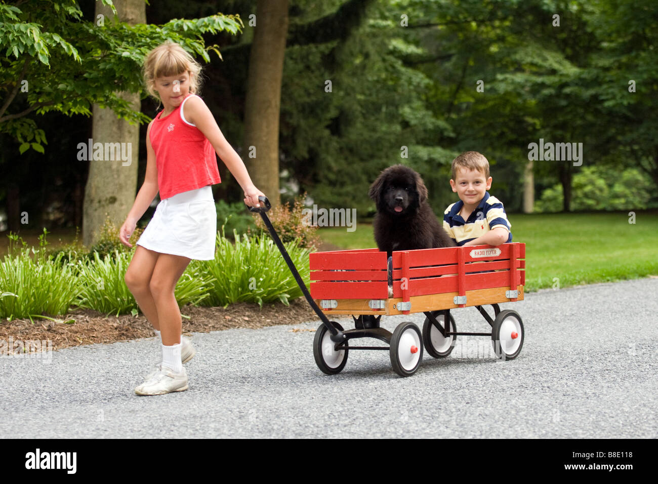 Les jeunes enfants avec chien et chiot Terre-neuve red wagon sur la rue résidentielle en été. Banque D'Images