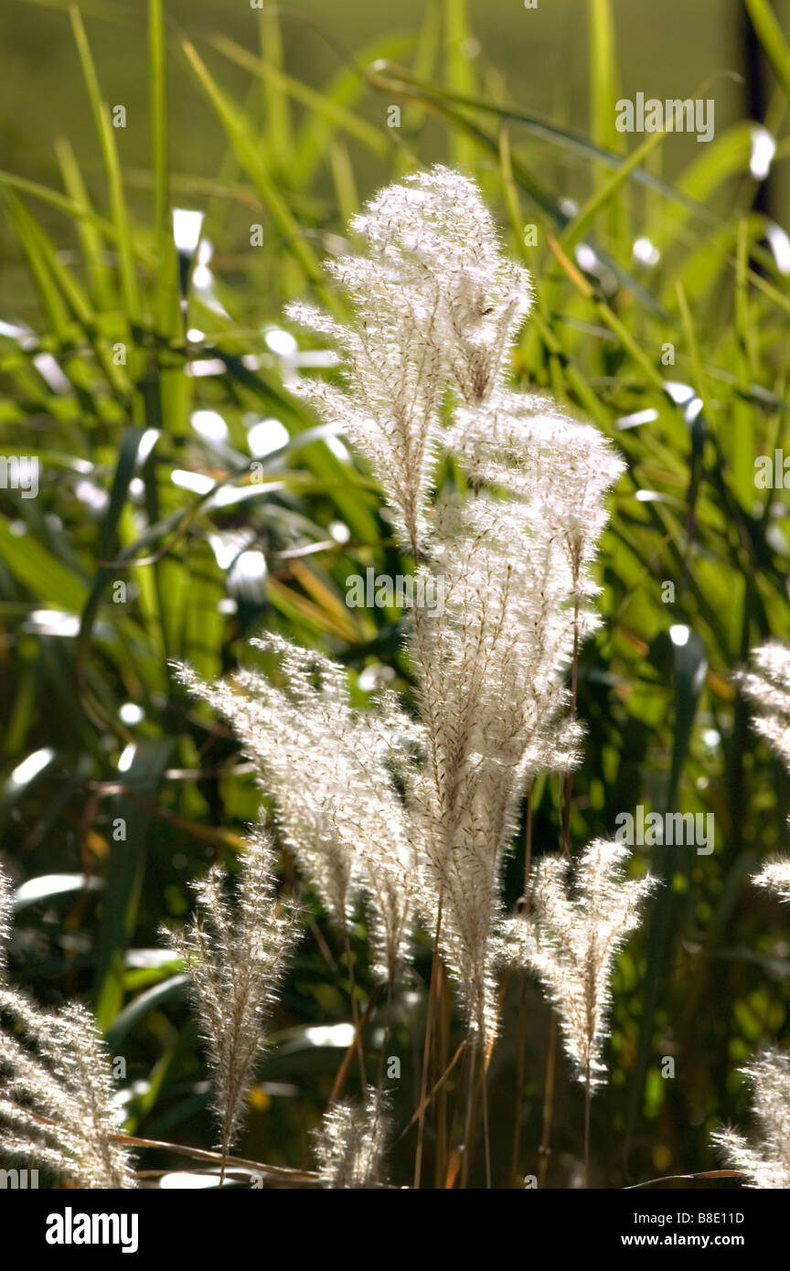 Chinese silvergrass, herbe, graminées ornementales, Miscanthus sinensis zebrinus var Banque D'Images