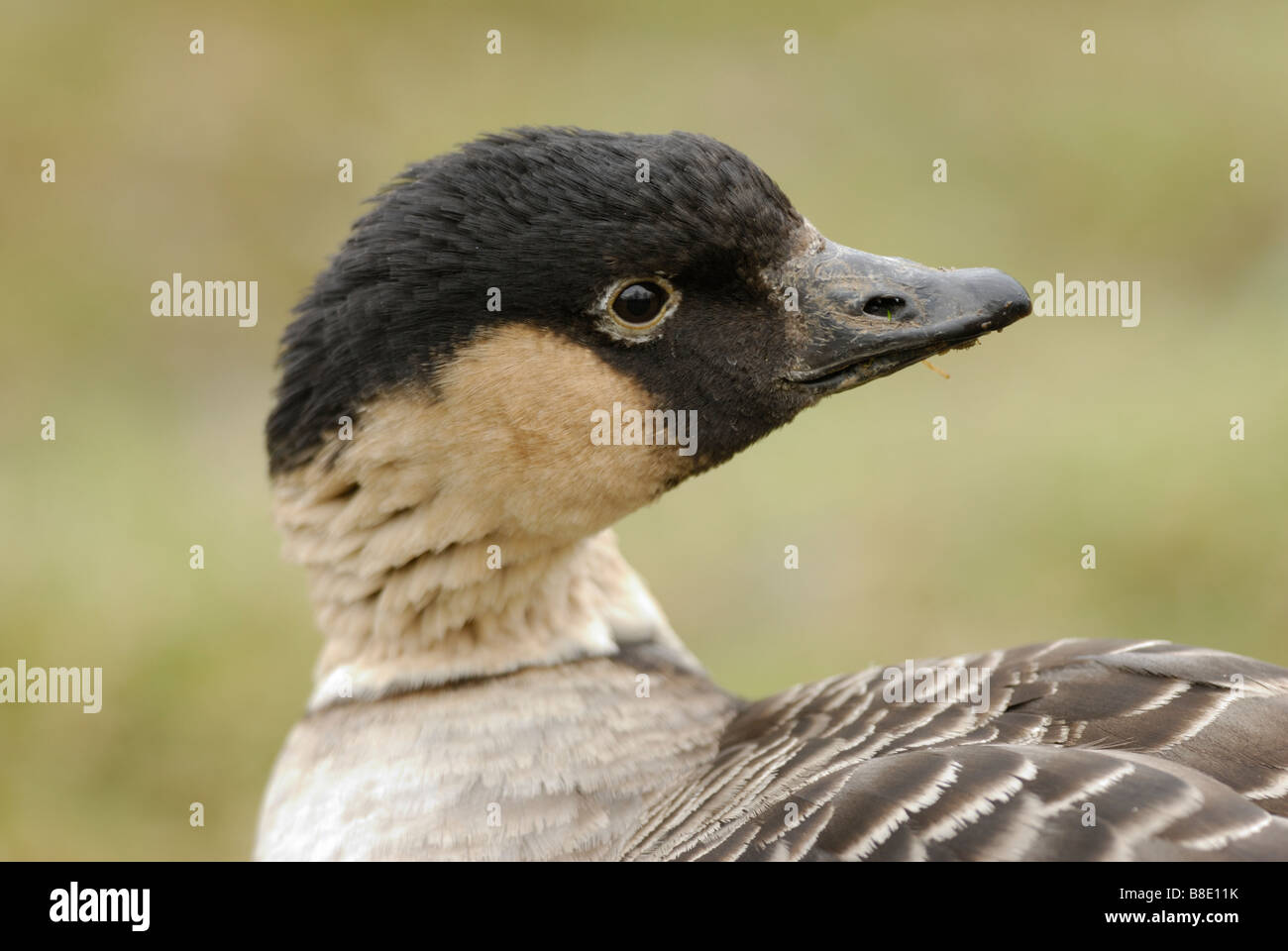 Hawaiian Goose (Branta sandvicensis) Banque D'Images