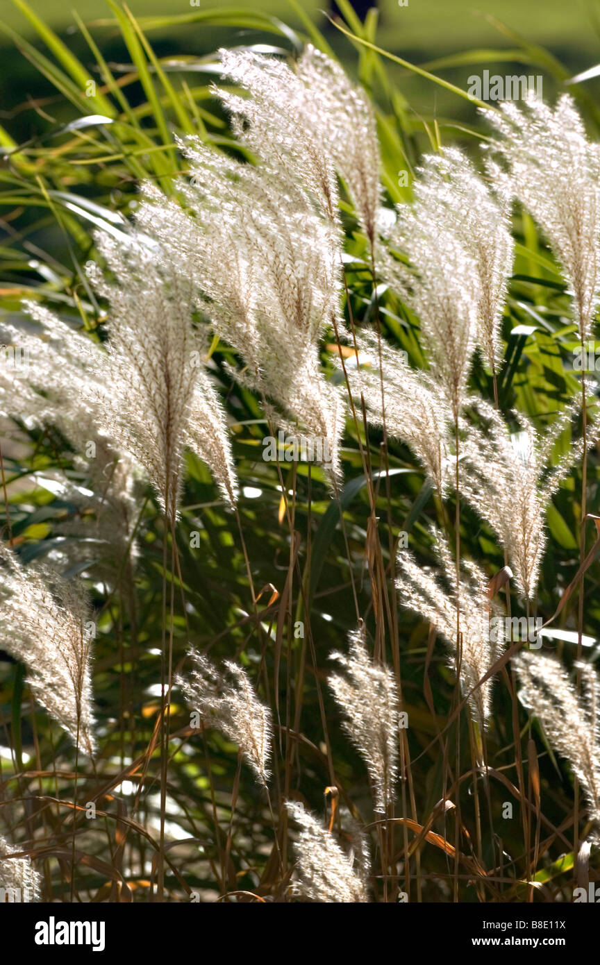 Chinese silvergrass, herbe, graminées ornementales, Miscanthus sinensis zebrinus var Banque D'Images