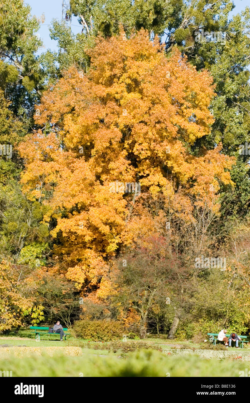 Les feuilles d'automne feuillage Orange tree growing in park Banque D'Images