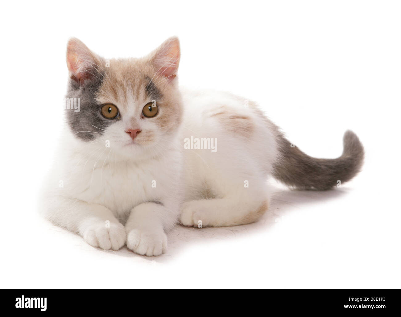 British Shorthair lilac crème et blanc chaton Studio Portrait pose Banque D'Images
