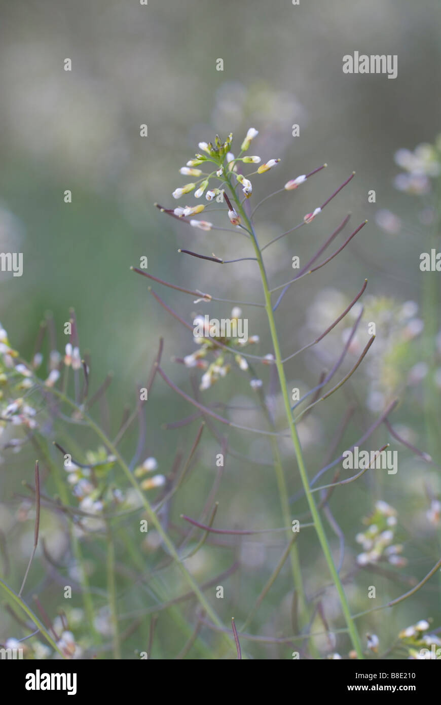 L'arabette de thalius Arabidopsis thaliana un membre de la famille des choux Crucifères South Lanarkshire en Écosse Banque D'Images