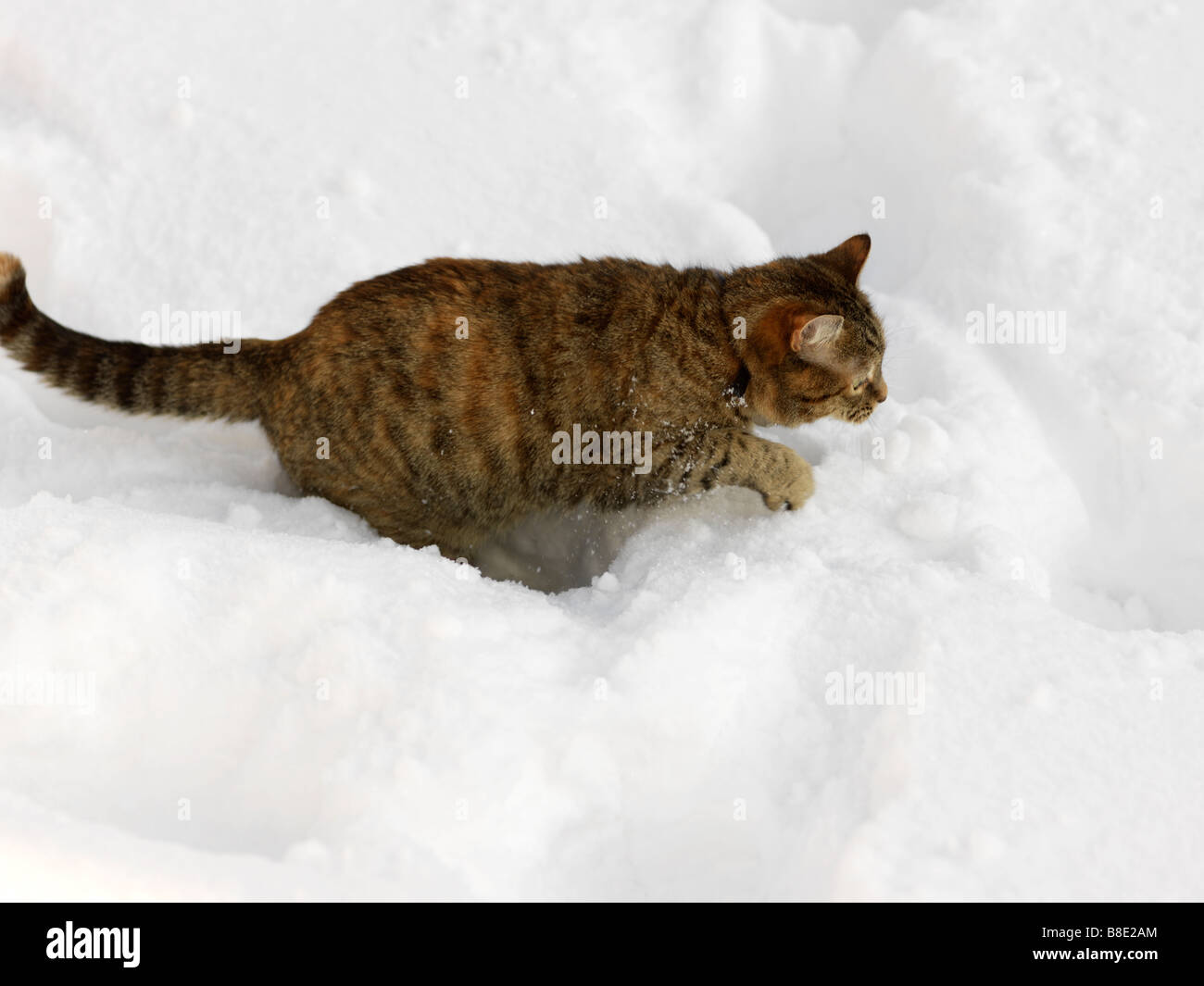 Chat Tigre Rouge Qui Saute Dans La Neige Surrey England Photo Stock Alamy Chat Tigre Rouge Qui Saute Dans La Neige Surrey England Photo Stock Alamy