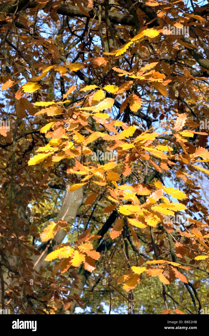 Feuilles de chêne sessile, chêne sessile , Fagaceae, Quercus petraea, Quercus sessiliflora Banque D'Images