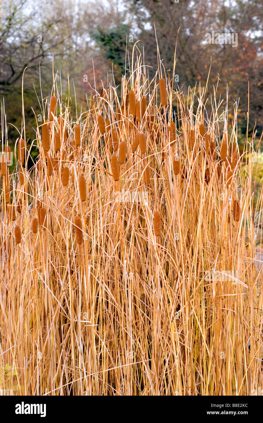 L'automne l'asperge, la quenouille, Cumbungi, Typhaceae Typha lugdunensis, Europe Banque D'Images