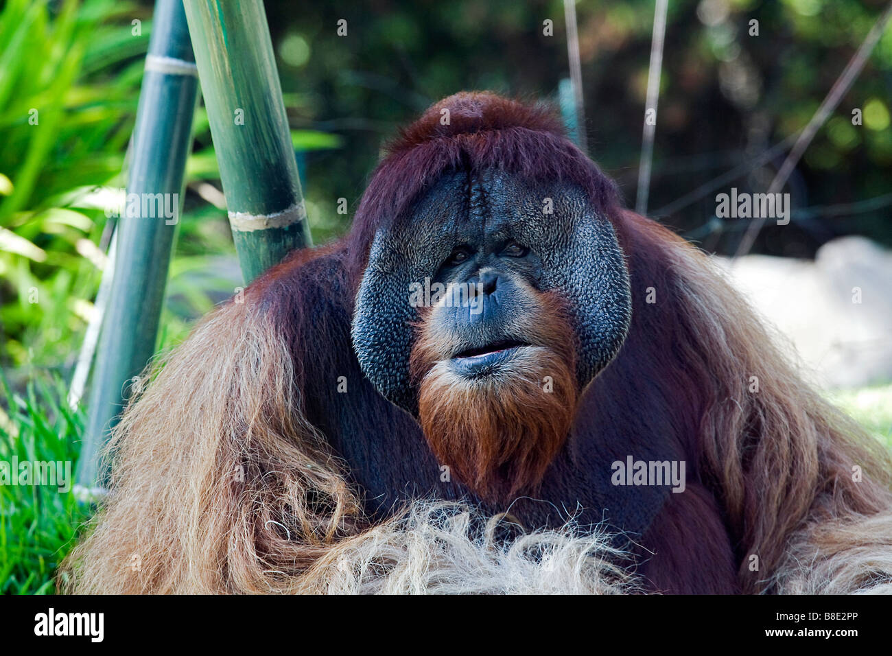 (Pongo pygmaeus orang-outan mâle) Banque D'Images