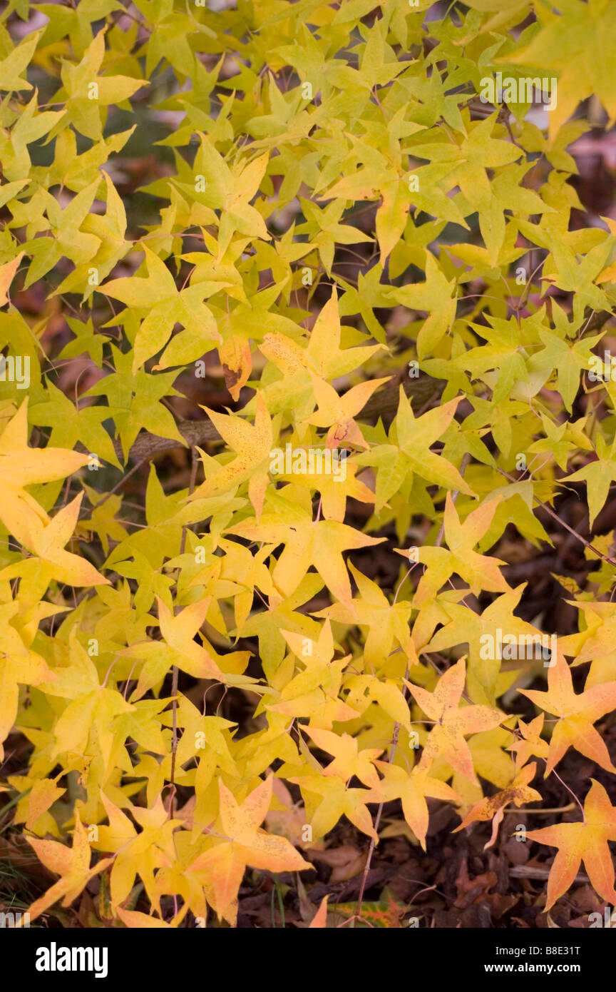Les feuilles d'automne jaune feuillage de l'érable peint, Usugumo Maple, Acer, Acer truncatum mono subsp. Mono Banque D'Images