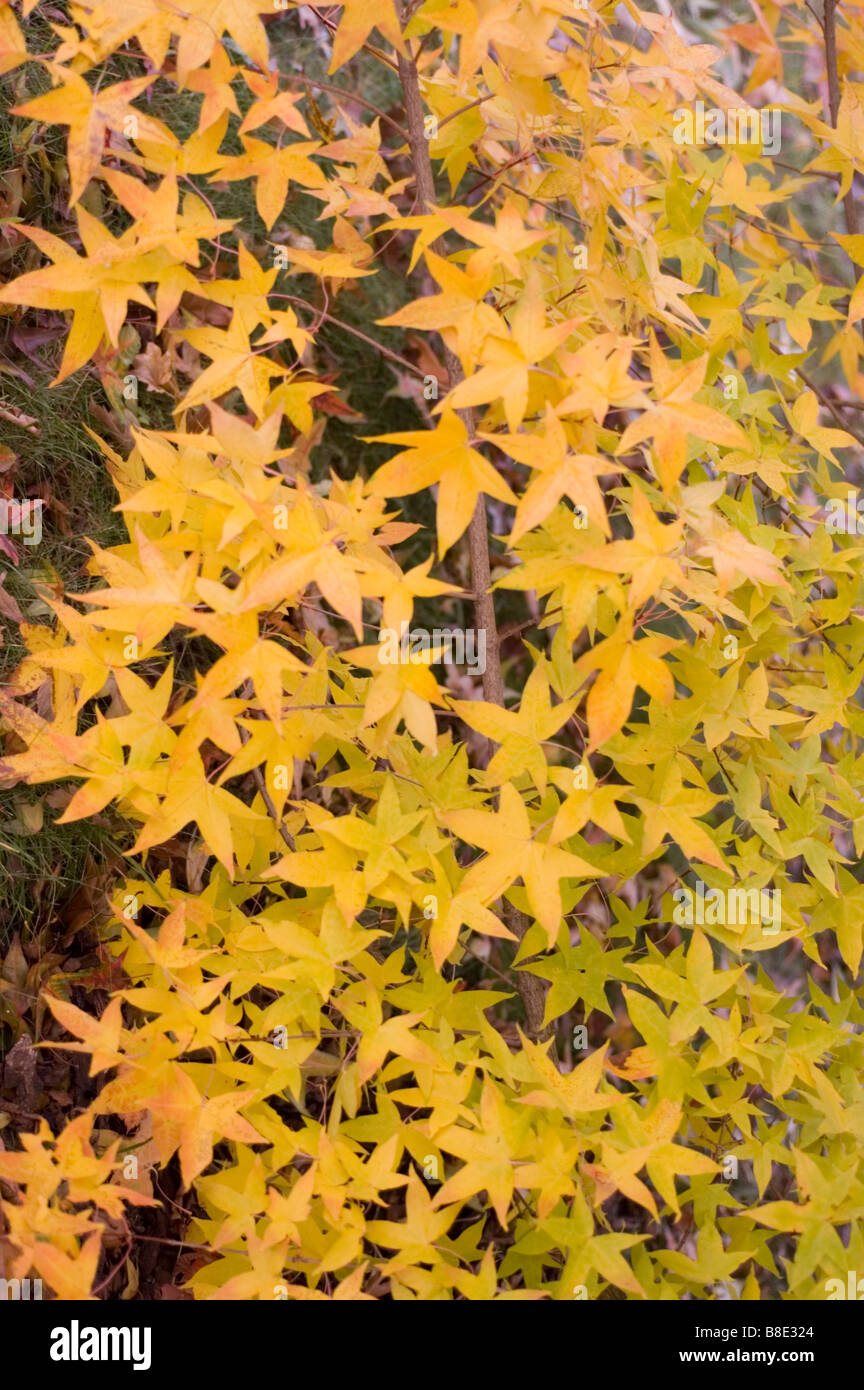 Les feuilles d'automne jaune feuillage de l'érable peint, Usugumo Maple, Acer, Acer truncatum mono subsp. Mono Banque D'Images