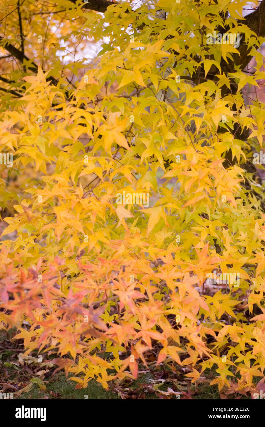 Les feuilles d'automne jaune feuillage de l'érable peint, Usugumo Maple, Acer, Acer truncatum mono subsp. Mono Banque D'Images