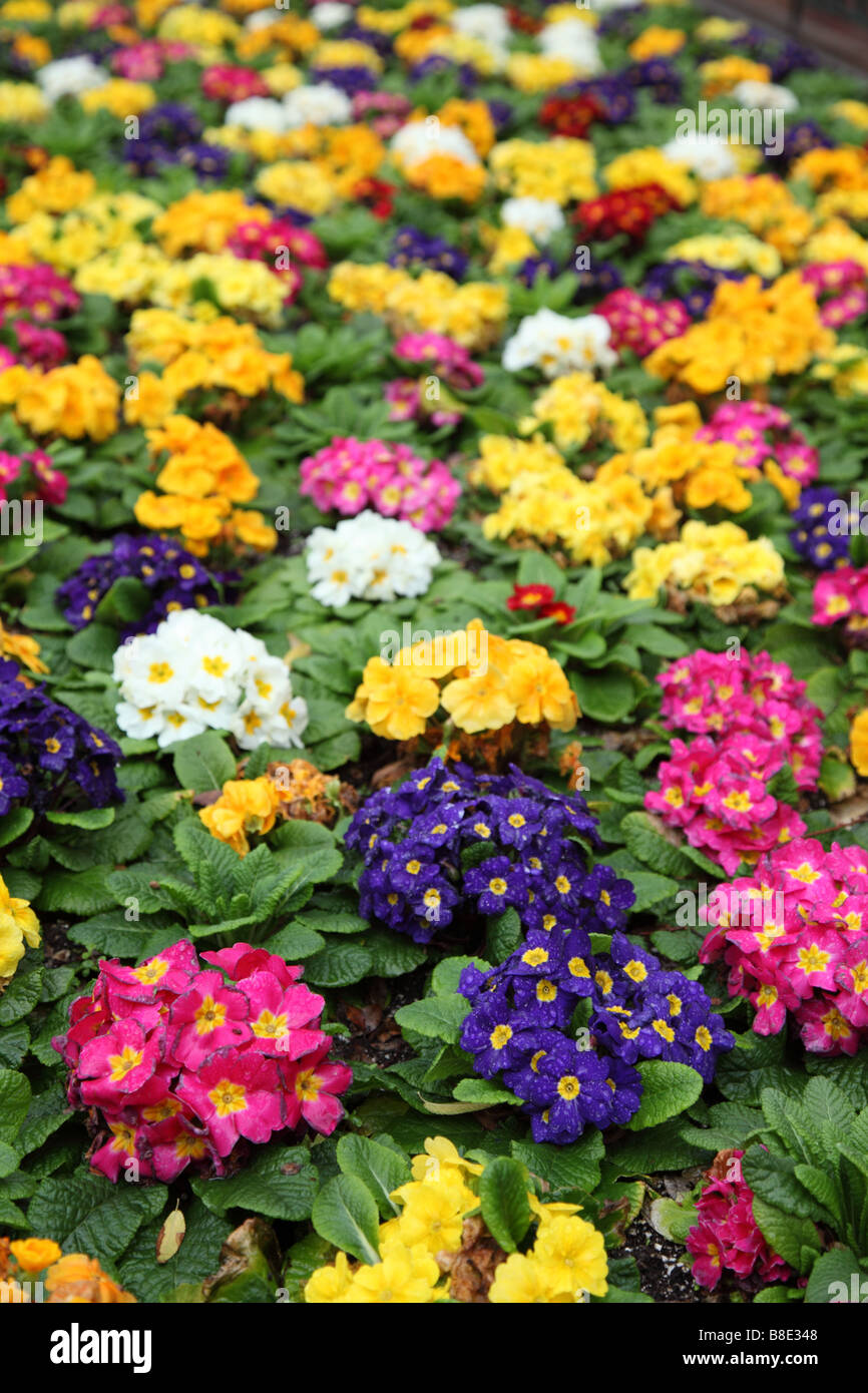 Lit de fleurs colorées Banque D'Images