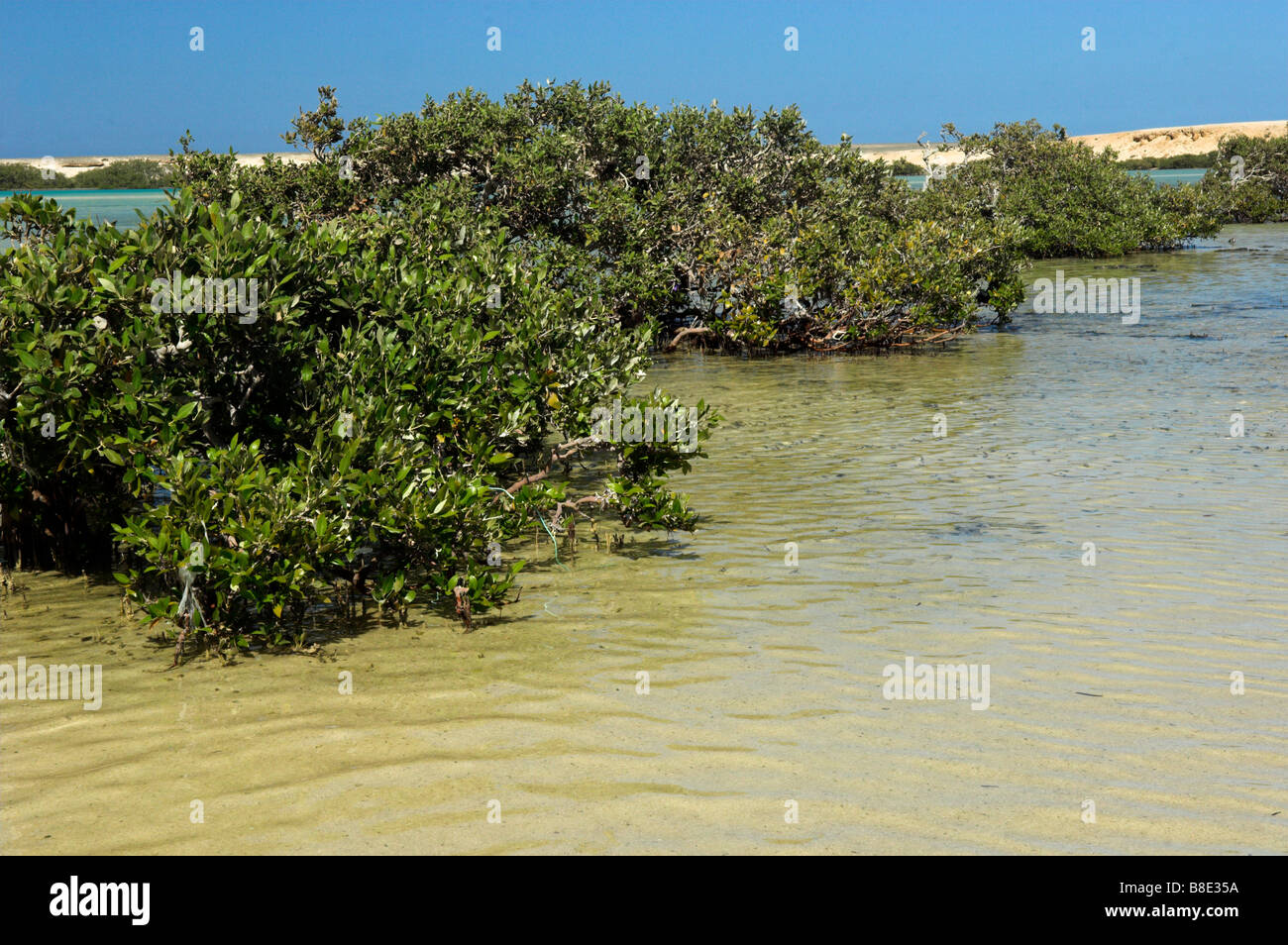Mangroves le long du littoral du Parc National Wadi el Gima Egypte Banque D'Images