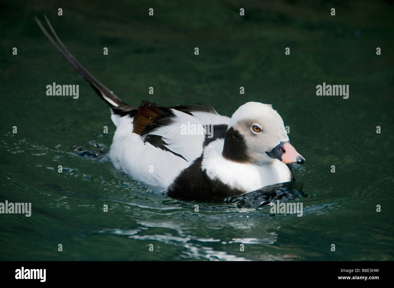 Long-tailed Duck ou Canard kakawi (Clangula hyemalis) en captivité mâle Banque D'Images