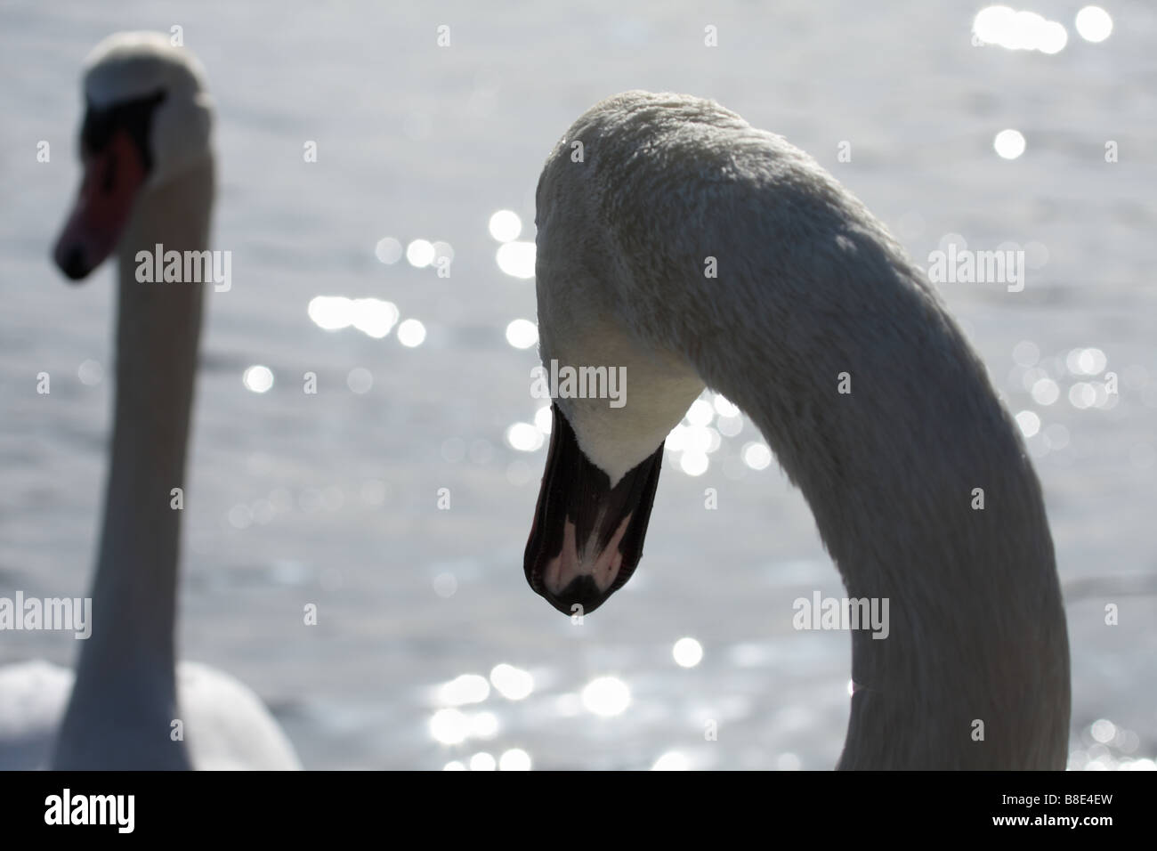 Deux cygnes tuberculés (Cygnus olor), Italie Banque D'Images